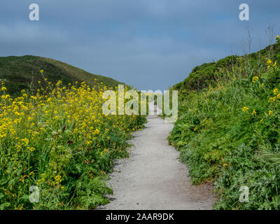 Kehoe Beach trail à l'océan au printemps à Point Reyes National Seashore, comté de Marin, USA, avec beaucoup de fleurs, un plant de moutarde invasi Banque D'Images