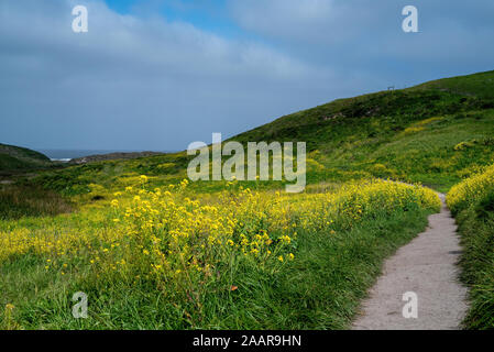 Kehoe Beach Trail à l'océan au printemps à Point Reyes National Seashore, comté de Marin, USA, avec beaucoup de fleurs, un plant de moutarde invasi Banque D'Images