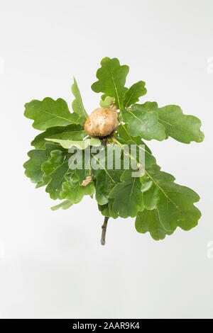 Un exemple d'un chêne Apple qui est causé par le gall wasp Biorhiza pallida. Dorset England UK GO Banque D'Images