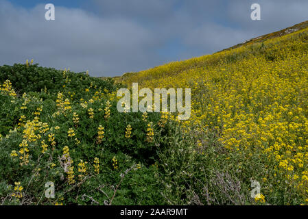 Kehoe Beach région au printemps à Point Reyes National Seashore, comté de Marin, USA, avec domaine couvert avec de la moutarde super bloom, un pla Banque D'Images