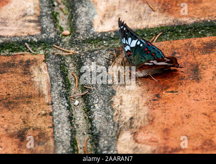 Un grand papillon sur le patio de la pagode à l'intérieur de la tombe de Tu Duc au Vietnam Banque D'Images