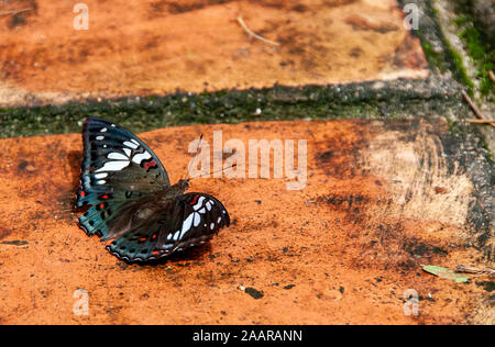 Un grand papillon sur le patio de la pagode à l'intérieur de la tombe de Tu Duc au Vietnam Banque D'Images