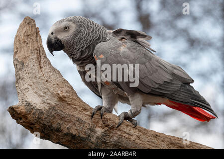 Un perroquet gris, également connu sous le nom de Congo, Congo gris perroquet perroquet gris d'Afrique ou perroquet gris d'Afrique perché sur un tronc d'arbre Banque D'Images