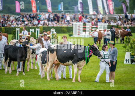 Différentes races de bovins sont posées autour du parc des expositions de la Grande Yorkshire Show avant de recevoir le jugement, Harrogate, Yorkshire, UK Banque D'Images