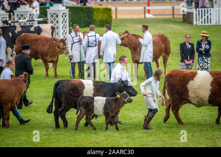 Différentes races de bovins sont posées autour du parc des expositions de la Grande Yorkshire Show avant de recevoir le jugement, Harrogate, Yorkshire, UK Banque D'Images