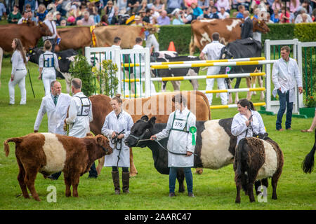 Différentes races de bovins sont posées autour du parc des expositions de la Grande Yorkshire Show avant de recevoir le jugement, Harrogate, Yorkshire, UK Banque D'Images