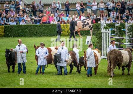 Différentes races de bovins sont posées autour du parc des expositions de la Grande Yorkshire Show avant de recevoir le jugement, Harrogate, Yorkshire, UK Banque D'Images