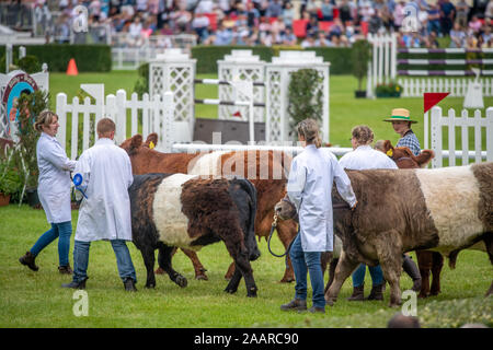 Différentes races de bovins sont posées autour du parc des expositions de la Grande Yorkshire Show avant de recevoir le jugement, Harrogate, Yorkshire, UK Banque D'Images