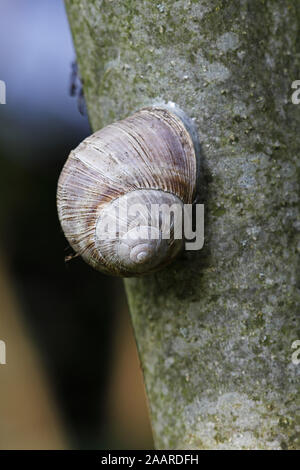 Weinbergschnecke (Helix pomatia) Banque D'Images