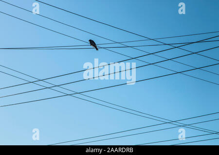 Adelaide, Australie, 24 novembre 2019. Oiseau posé sur les fils et câbles au lever du soleil lors d'un matin lumineux à Adelaide Australie Crédit : amer ghazzal/Alamy Live News Banque D'Images