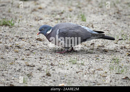 Ringeltaube (Columba palumbus) Banque D'Images