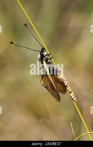Schmetterlingshaft (Ascalaphus libelluloides) bei der Eiablage Banque D'Images