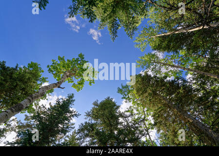 Dans la forêt Forêt nationale de Cibola de Sandia Crest, Nouveau Mexique