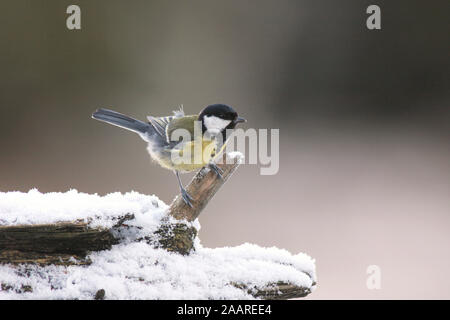 Kohlmeise, Parus major Banque D'Images