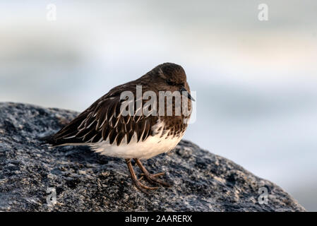 Tournepierre à collier oiseau perché sur une roche de plage lors d'un matin d'automne de la recherche de nourriture. Banque D'Images