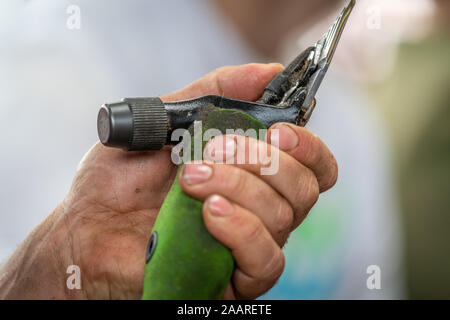 Outils de la tonte des moutons, le grand show du Yorkshire, Harrogate, Yorkshire, UK Banque D'Images