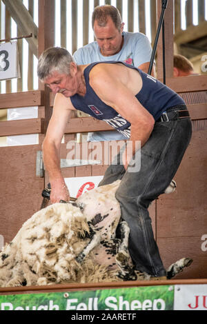 Un concours de la tonte des moutons qui se produisent sur la scène du grand spectacle du Yorkshire, Harrogate, Yorkshire, UK Banque D'Images