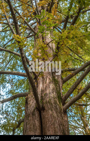 Il regarde droit vers le haut à travers l'automne feuilles d'un plein développement cèdre avec de grosses branches se propager vers l'extérieur par une journée ensoleillée à l'automne closeup Banque D'Images