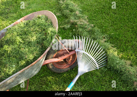 Brouette pleine d'herbe verte avec un râteau sur la pelouse. L'été Banque D'Images