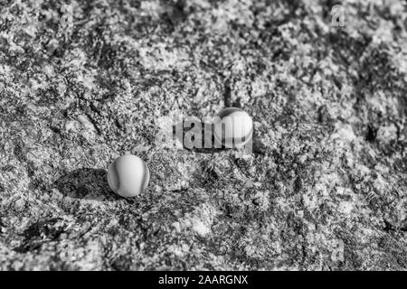 Billes de verre noir et blanc sur une surface en pierre rugueuse. Pour quelque chose perdu, santé mentale, perdre vos billes, sphères abstraites, rêves, Biden et billes. Banque D'Images