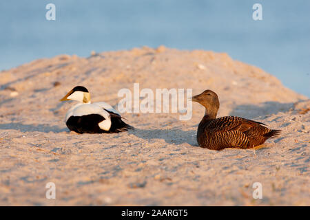 Eiderente (Somateria mollissima) Banque D'Images