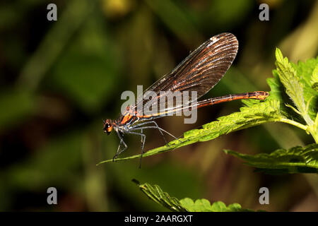 Blauflügelprachtlibelle Weibchen, Calopteryx virgo der Banque D'Images