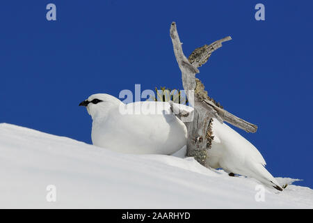 Im Alpenschneehuhn (Lagopus muta ; d'hiver) ; Banque D'Images