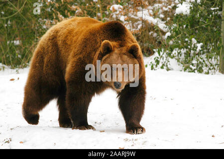 Tiere, Saeugetiere, Baeren, Baer, European Brown Baer, Europaeischer Braunbaer, (Ursus arctos), laeuft im Schnee, Banque D'Images