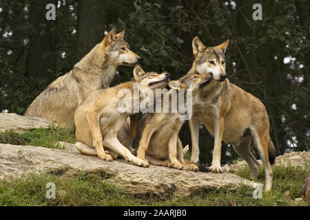 Timberwolf, (Canis lupus occidentalis), le loup de la vallée du Mackenzie, Deutschland, Allemagne Banque D'Images