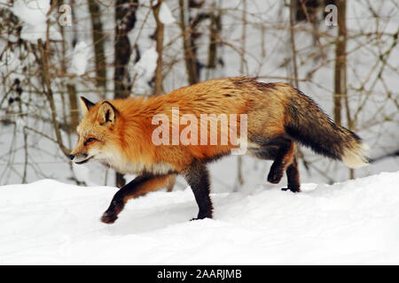 Rotfuchs (Vulpes vulpes) Renard roux ï Baden Württemberg, Deutschland, Allemagne Banque D'Images