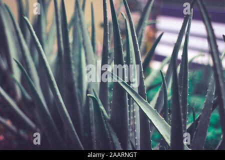 Détail photo de certaines plantes vertes d'aloe vera Banque D'Images