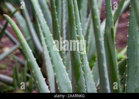 Détail photo de certaines plantes vertes d'aloe vera Banque D'Images