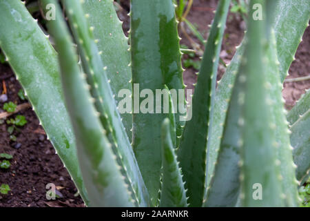 Détail photo de certaines plantes vertes d'aloe vera Banque D'Images