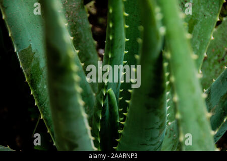 Détail photo de certaines plantes vertes d'aloe vera Banque D'Images