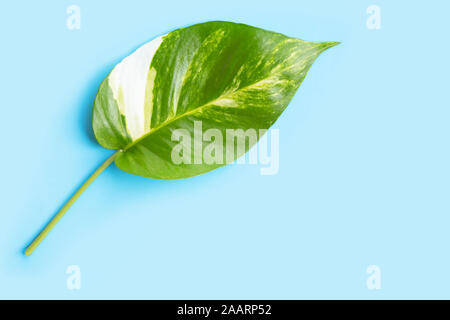 Golden pothos ou feuille de lierre du diable sur fond bleu. Copy space Banque D'Images