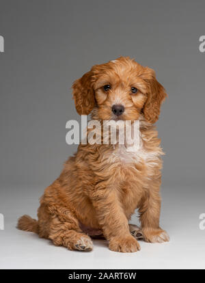 Cockapoo abricot docilement assis chiot Banque D'Images