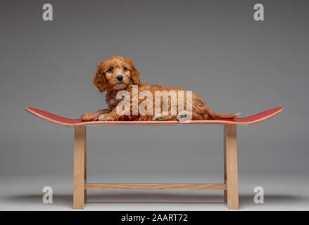 Chiot Cockapoo abricot rouge tabouret sur roulettes Banque D'Images