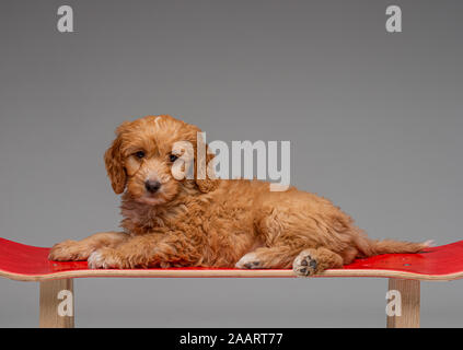 Chiot Cockapoo abricot rouge tabouret sur roulettes Banque D'Images