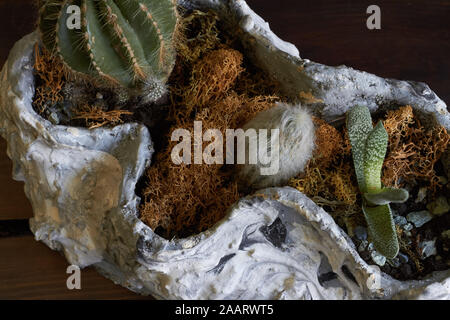 Peu florarium jardin féerique et miniature en pot de Cactus dans old sea shell sur fond sombre, selective focus Banque D'Images