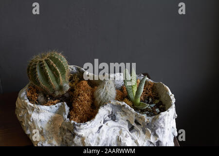 Peu florarium jardin féerique et miniature en pot de Cactus dans old sea shell sur fond sombre, selective focus Banque D'Images