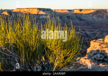 Le Mormon thé amer avec tiges vertes s'élevant dans la lumière du soir se trouve au bord d'un grand canyon dans le désert de l'Utah du sud. Banque D'Images
