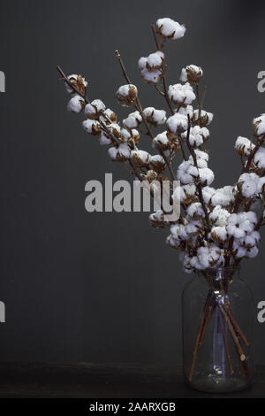 Branches de coton naturel dans un vase en verre sur un fond sombre, Noël ou Nouvel An concept Banque D'Images