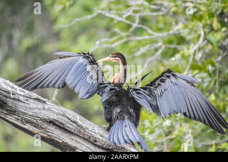 Belle Cape Cormorant à poitrine blanche le séchage des ailes en Afrique lac Kruger panique Banque D'Images