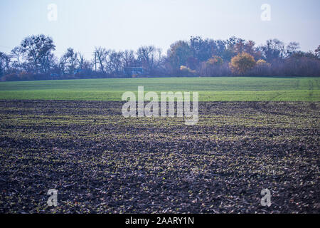 Les jeunes de plus en plus de blé vert dans le sol. Proces de l'agriculture. Domaine de plus en plus de jeunes semis de blé en automne. La germination sur l'agriculture de seigle d'un champ sur le fo Banque D'Images