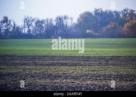 Les jeunes de plus en plus de blé vert dans le sol. Proces de l'agriculture. Domaine de plus en plus de jeunes semis de blé en automne. La germination sur l'agriculture de seigle d'un champ sur le fo Banque D'Images