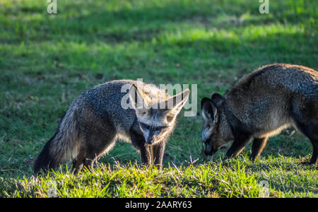 Bat eared fox en liberté dans une réserve naturelle de Johannesburg Afrique du Sud Banque D'Images
