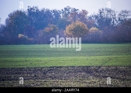 Les jeunes de plus en plus de blé vert dans le sol. Proces de l'agriculture. Domaine de plus en plus de jeunes semis de blé en automne. La germination sur l'agriculture de seigle d'un champ sur le fo Banque D'Images