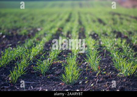 Les jeunes de plus en plus de blé vert dans le sol. Proces de l'agriculture. Domaine de plus en plus de jeunes semis de blé en automne. La germination sur l'agriculture de seigle d'un champ sur le fo Banque D'Images