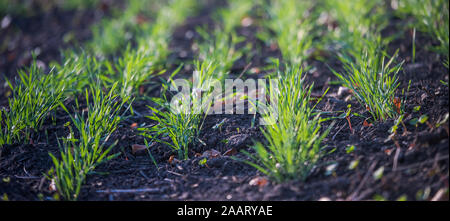 Les jeunes de plus en plus de blé vert dans le sol. Proces de l'agriculture. Domaine de plus en plus de jeunes semis de blé en automne. La germination sur l'agriculture de seigle d'un champ sur le fo Banque D'Images