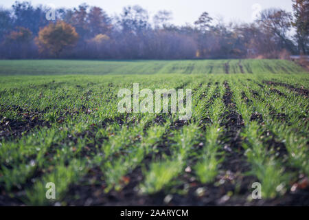 Les jeunes de plus en plus de blé vert dans le sol. Proces de l'agriculture. Domaine de plus en plus de jeunes semis de blé en automne. La germination sur l'agriculture de seigle d'un champ sur le fo Banque D'Images